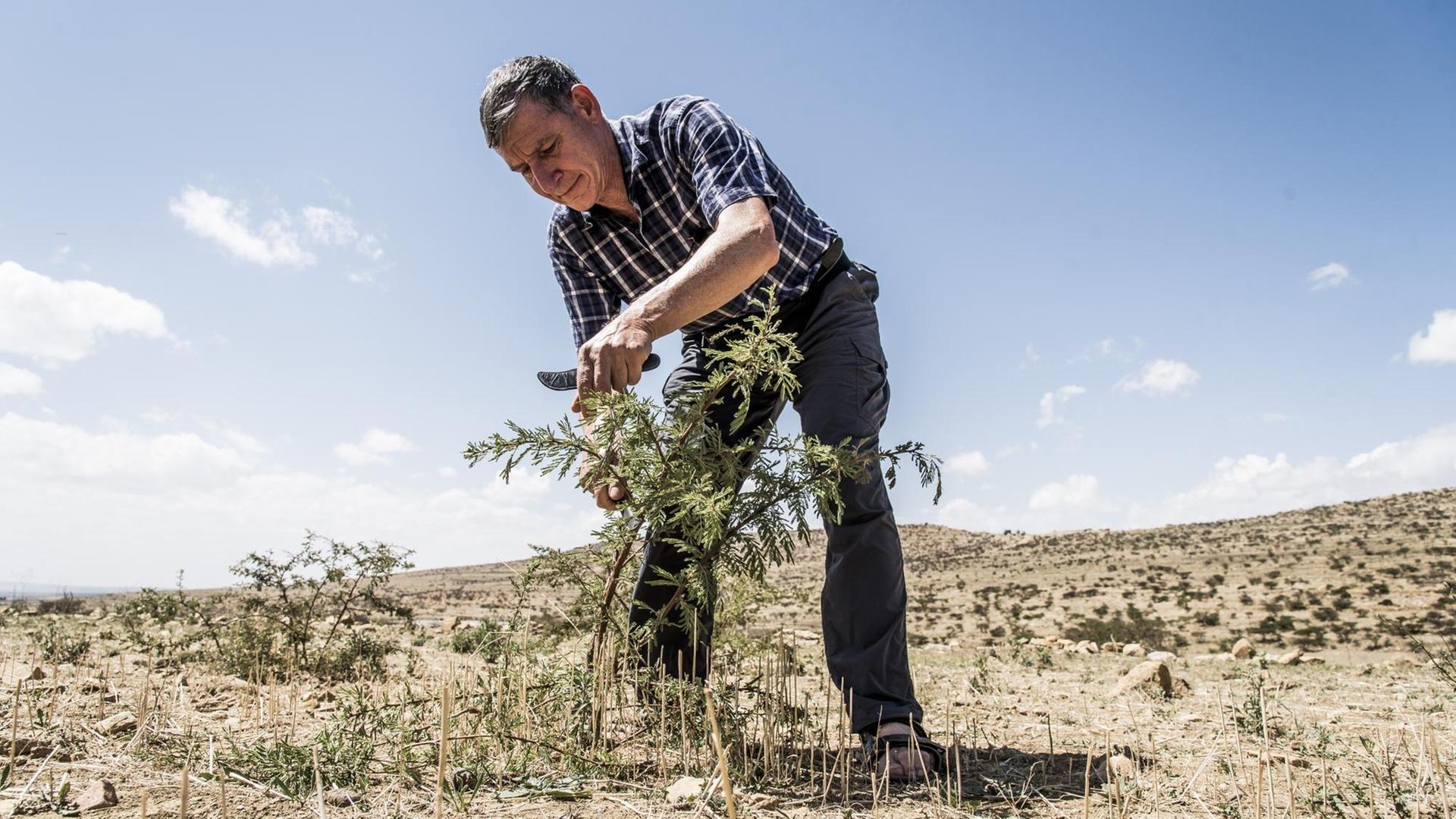 Tony Rinaudo schafft seit 35 Jahren Revolutionäres für die Baumaufzucht in Afrika. Hier beschneidet er einen jungen Baum in der Steppe. Tony Rinaudo schafft seit 35 Jahren Revolutionäres für die Baumaufzucht in Afrika. Hier beschneidet er einen jungen Baum in der Steppe.