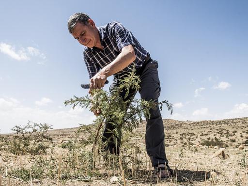 Tony Rinaudo schafft seit 35 Jahren Revolutionäres für die Baumaufzucht in Afrika. Hier beschneidet er einen jungen Baum in der Steppe.