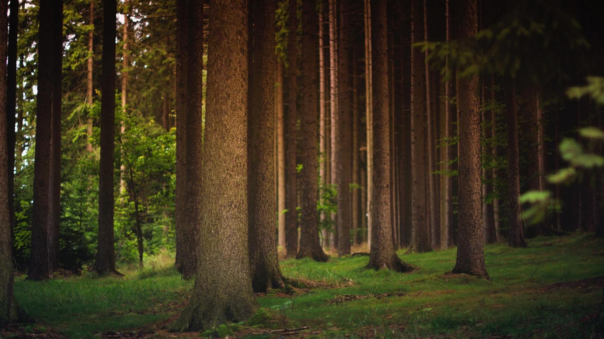 Ein Wald in Breitenbrunn, Deutschland: Zu sehen sind die Stämme von Nadelbäumen sowie Gras.