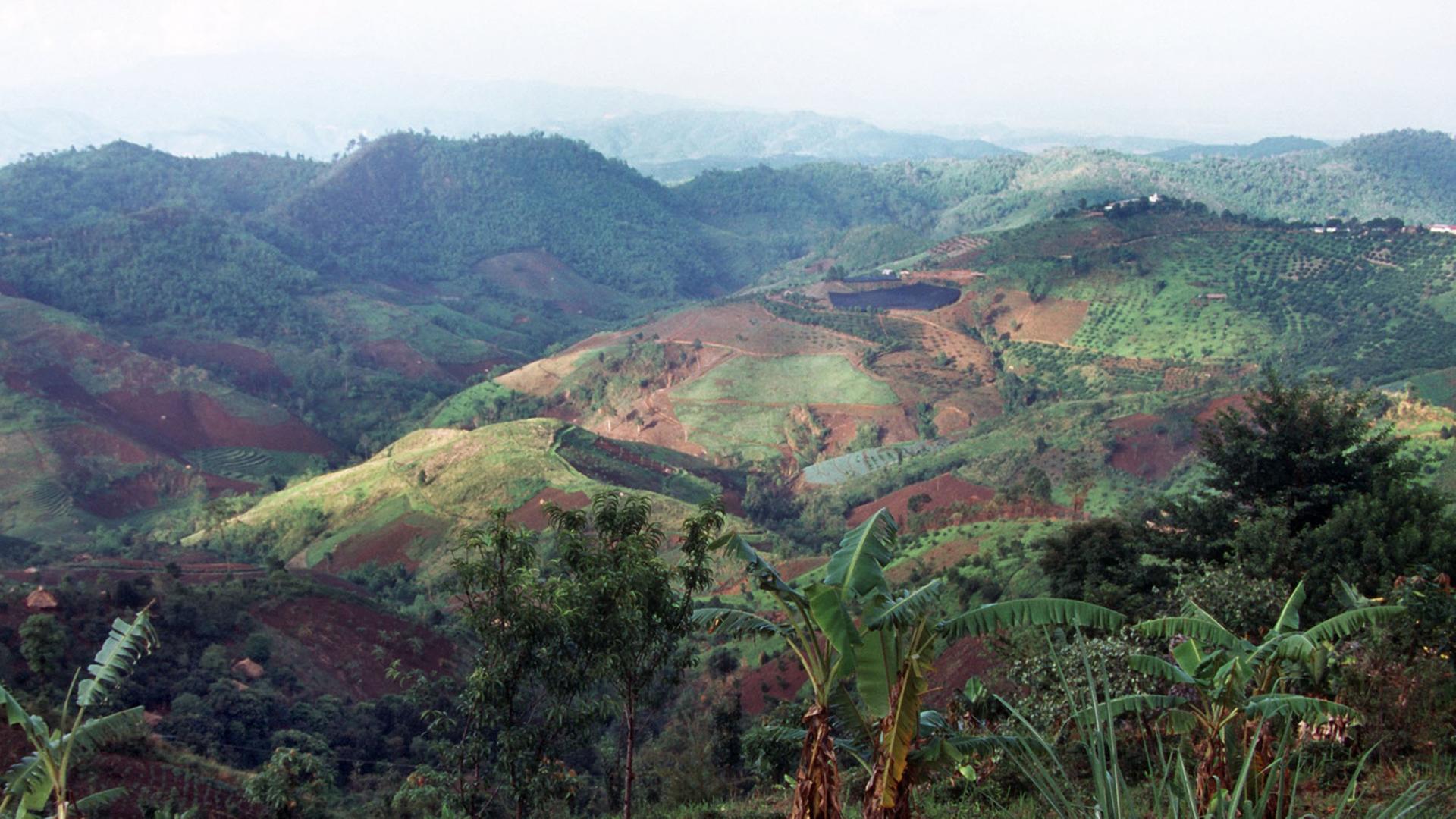 Landschaft im Goldenen Dreieck auf thailändischer Seite. Im Vordergrund Bananenstauden. Das Goldene Dreieck, ein hügeliges Grenzgebiet zwischen Thailand, Myanmar (Birma) und Laos, ist vor allem durch den Anbau und Schmuggel von Schlafmohn, aus dem Opium und Heroin gewonnen werden, bekannt geworden. Landschaft im Goldenen Dreieck auf thailändischer Seite. Im Vordergrund Bananenstauden. Das Goldene Dreieck, ein hügeliges Grenzgebiet zwischen Thailand, Myanmar (Birma) und Laos, ist vor allem durch den Anbau und Schmuggel von Schlafmohn, aus dem Opium und Heroin gewonnen werden, bekannt geworden.