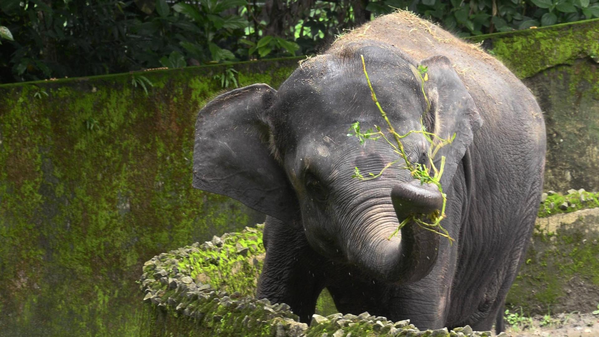 Ein Elefant möchte seine Großfamilie besuchen.
