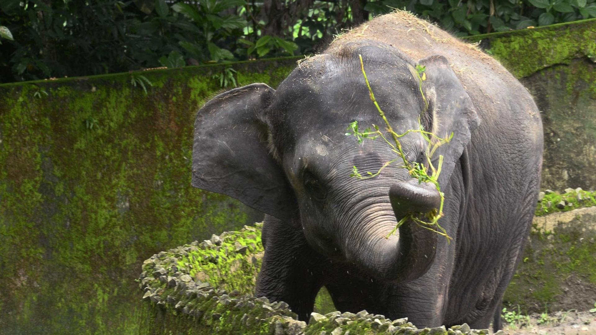 Ein Elefant möchte seine Großfamilie besuchen. Ein Elefant möchte seine Großfamilie besuchen.