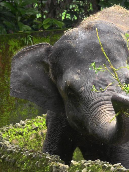 Ein Elefant im Zoo von Kalkutta.