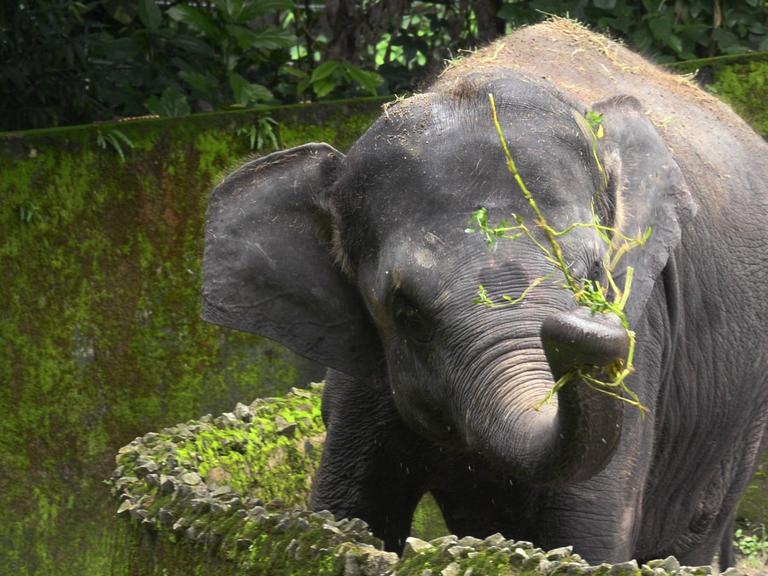 Ein Elefant im Zoo von Kalkutta.