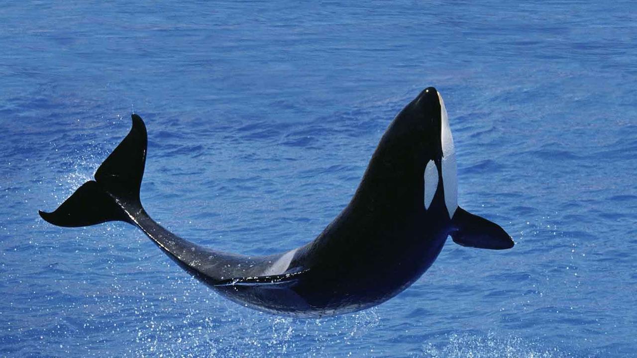 Ein Schwertwal (Orca) springt aus dem Wasser. Ein Schwertwal (Orca) springt aus dem Wasser.