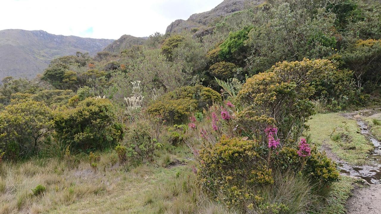In der oft nebelverhangenen Landschaft des Páramo de Santurbán gibt es, inmitten sprudelnder Bäche auf 4000 Meter Höhe, eine reiche Fauna aus Sträuchern, Blumen, Flechten und Moosen. In der oft nebelverhangenen Landschaft des Páramo de Santurbán gibt es, inmitten sprudelnder Bäche auf 4000 Meter Höhe, eine reiche Fauna aus Sträuchern, Blumen, Flechten und Moosen.