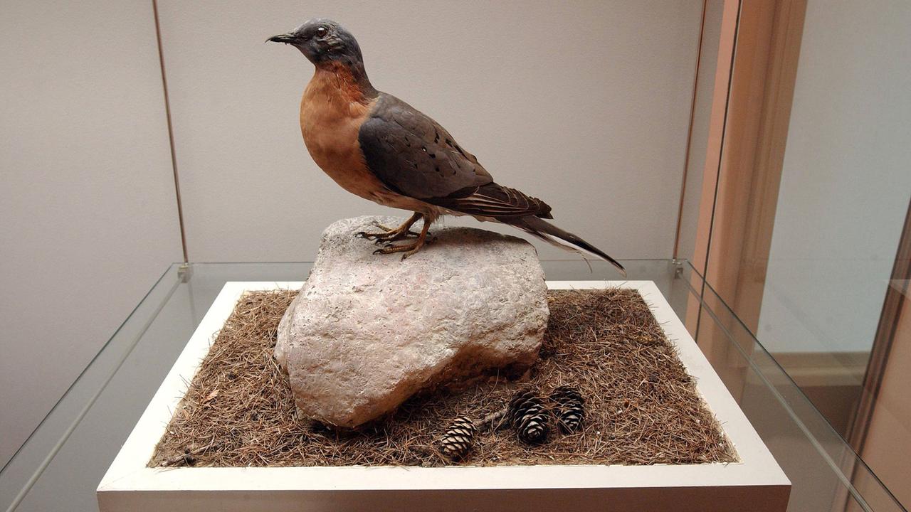 Ausgestorbene Wandertaube im Naturkundemuseum Potsdam Ausgestorbene Wandertaube im Naturkundemuseum Potsdam