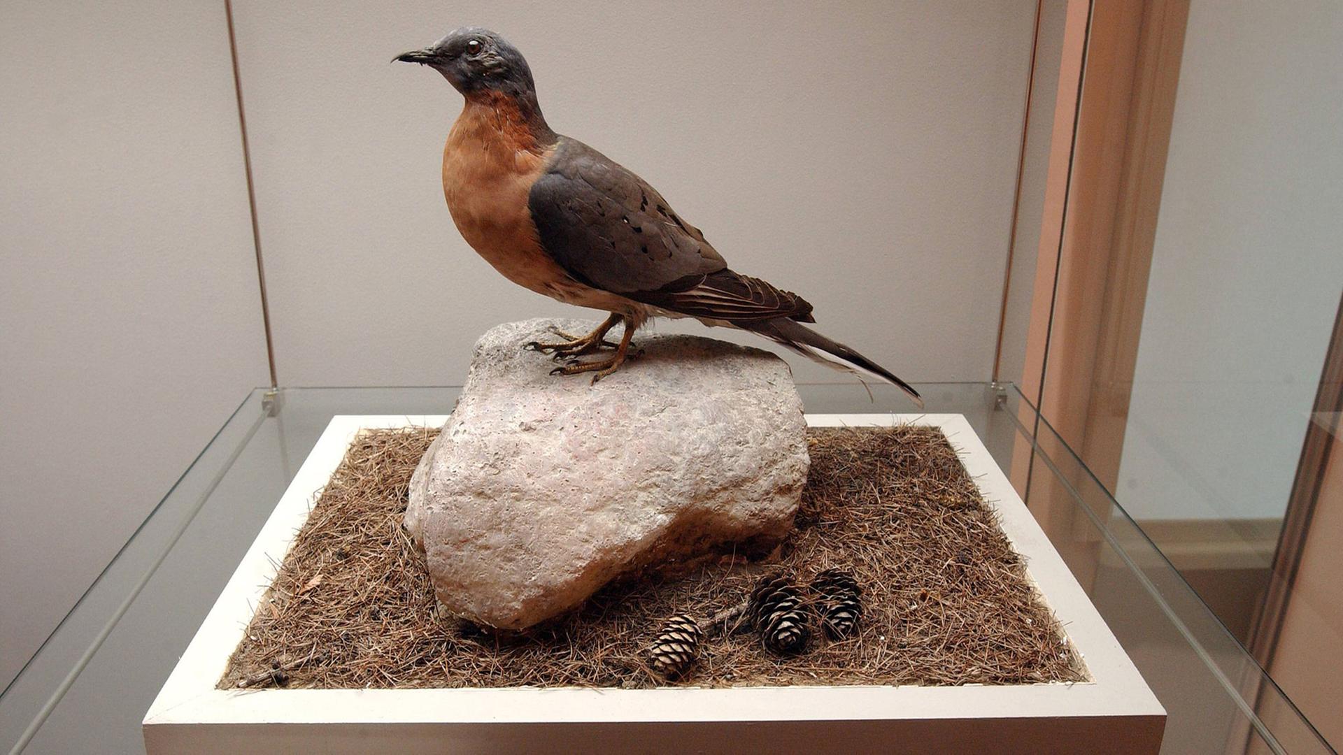 Ausgestorbene Wandertaube im Naturkundemuseum Potsdam Ausgestorbene Wandertaube im Naturkundemuseum Potsdam
