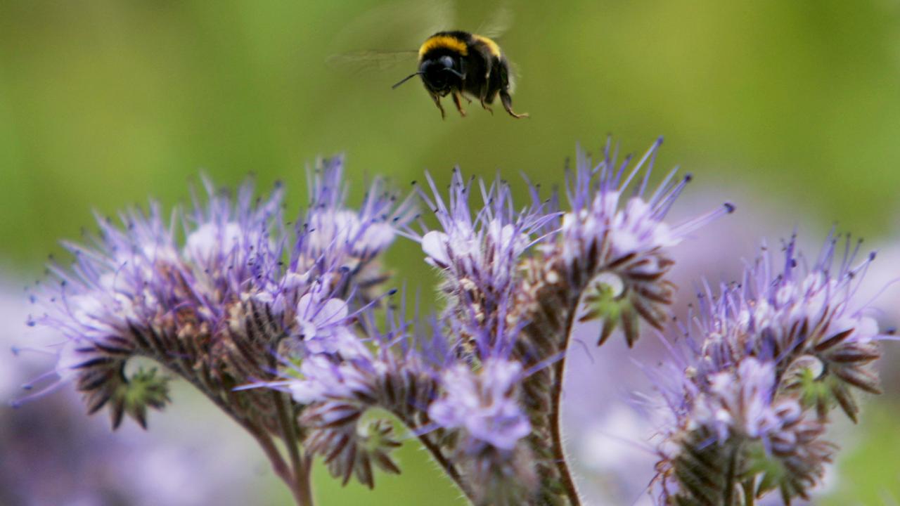 Eine Hummel, dann noch eine Hummel, und dann noch ein ... Eine Hummel, dann noch eine Hummel, und dann noch ein ...