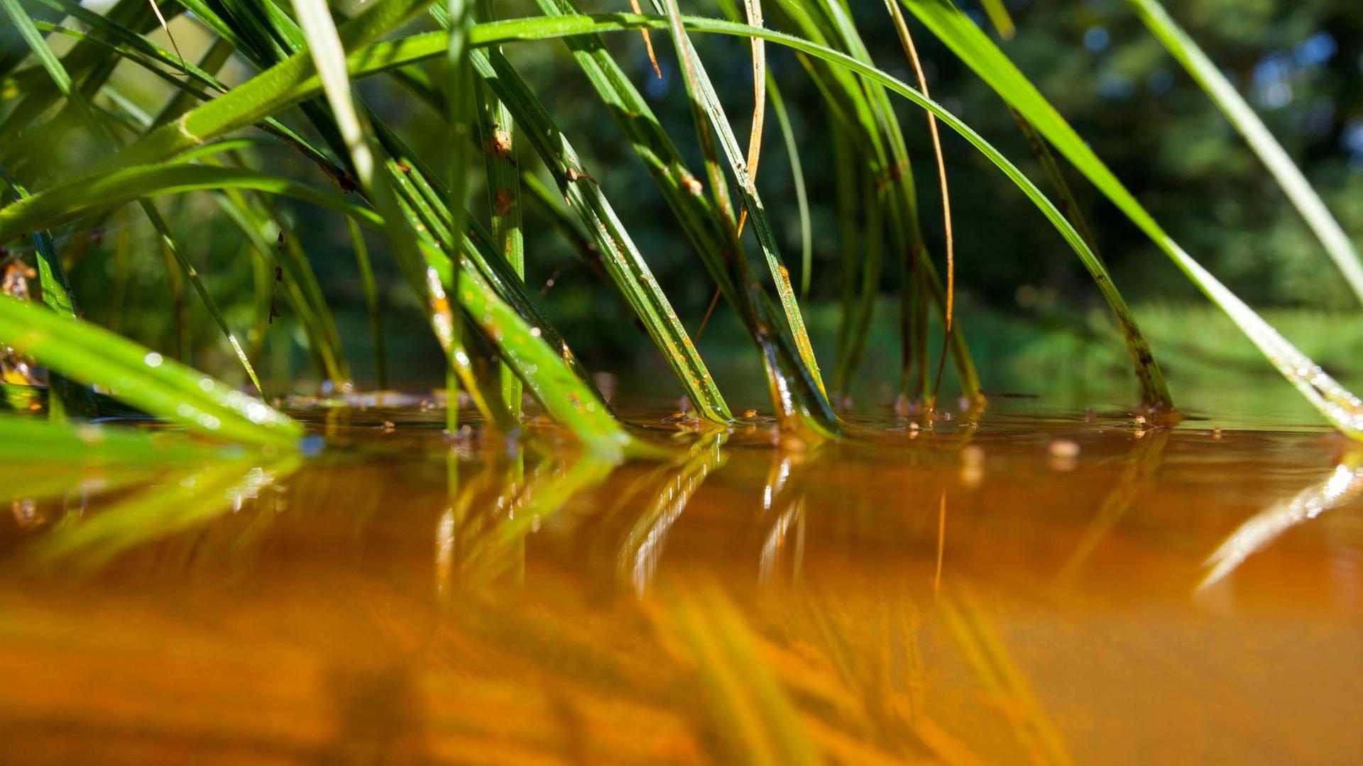 Schilf wächst aus braunem Wasser. Schilf wächst aus braunem Wasser.