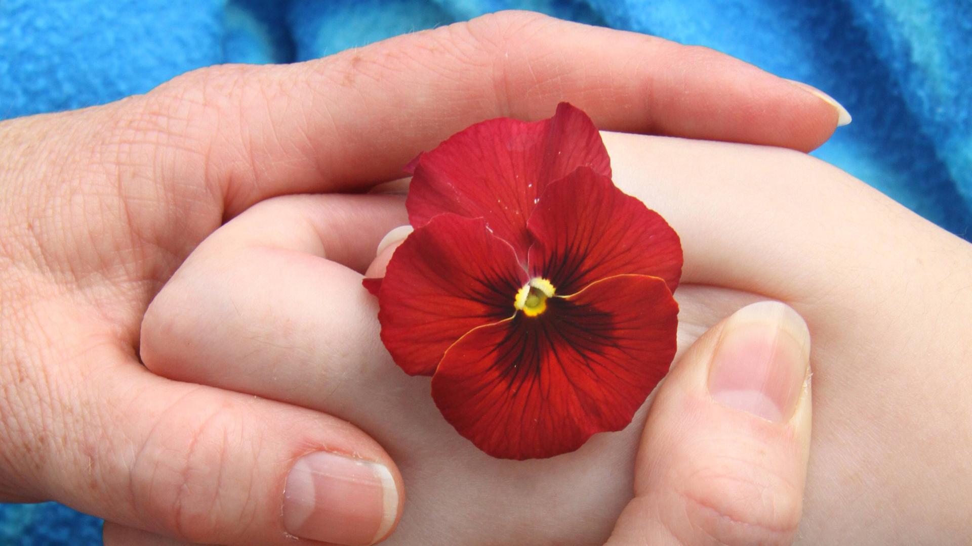 Eine Kinder- und eine Erwachsenenhand halten gemeinsam eine rote Blume fest. Eine Kinder- und eine Erwachsenenhand halten gemeinsam eine rote Blume fest.