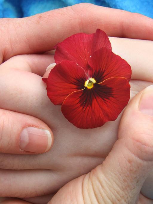 Eine Kinder- und eine Erwachsenenhand halten gemeinsam eine rote Blume fest.