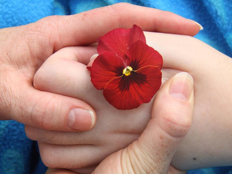 Eine Kinder- und eine Erwachsenenhand halten gemeinsam eine rote Blume fest.