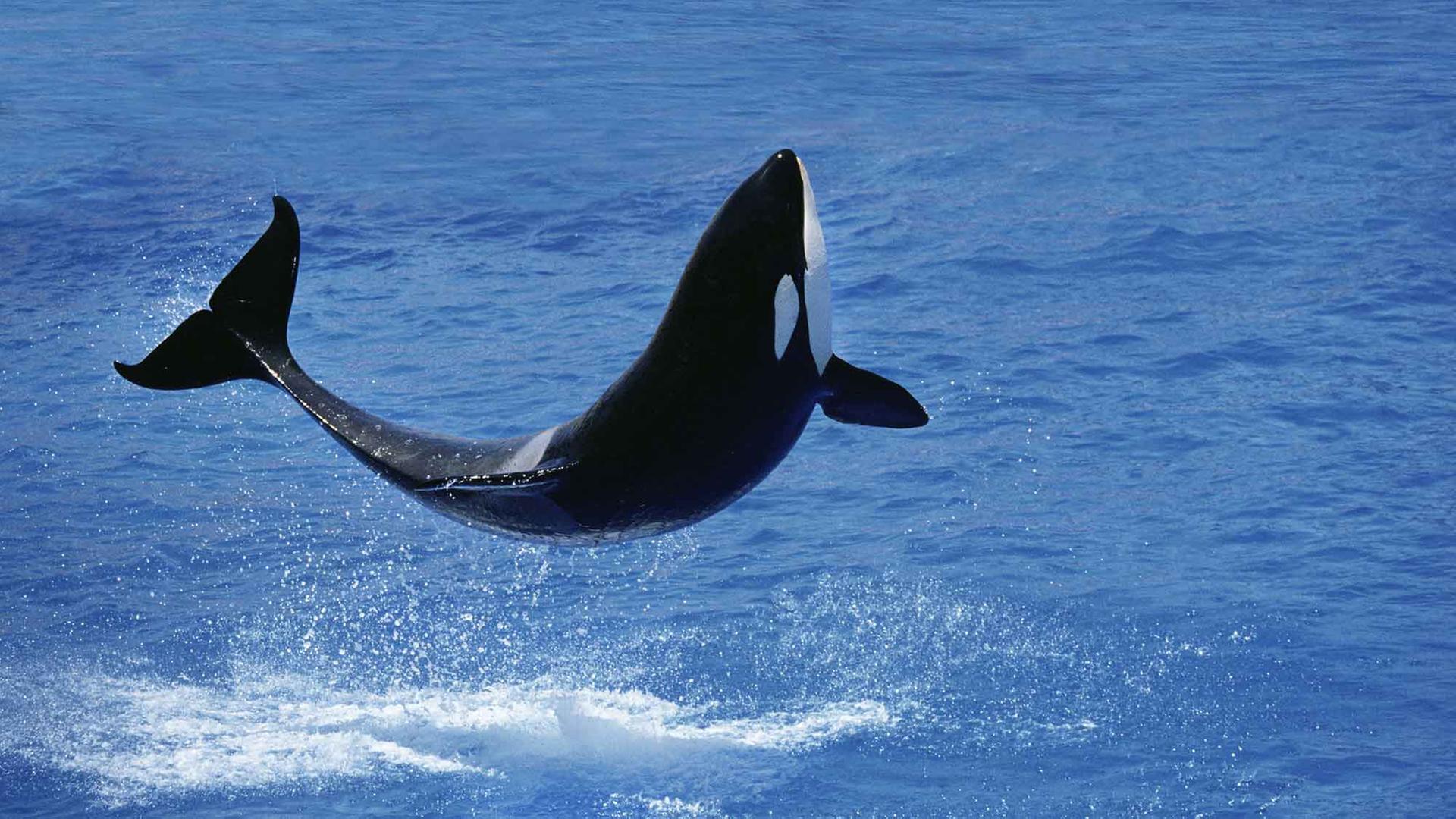 Ein Killerwal, der Orca, springt aus dem Wasser. Ein Killerwal, der Orca, springt aus dem Wasser.