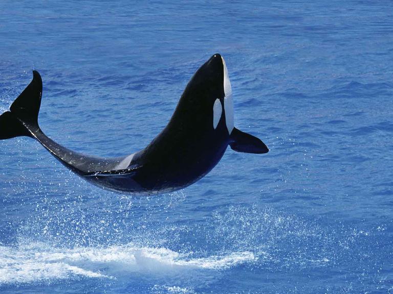 Ein Killerwal, der Orca, springt aus dem Wasser.