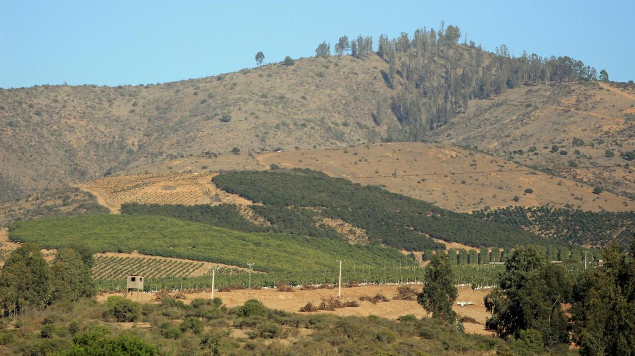 Landschaft in Chile: Grüne Avocadoplantagen sprießen aus trockenen Hügeln. Landschaft in Chile: Grüne Avocadoplantagen sprießen aus trockenen Hügeln.