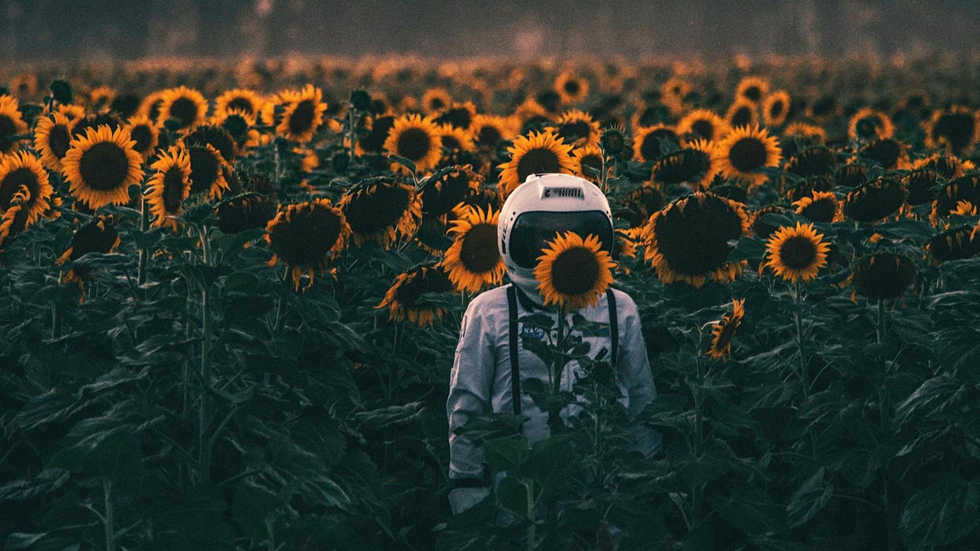 Ein Astronaut steht in einem Sonnenblumenfeld. Ein Astronaut steht in einem Sonnenblumenfeld.