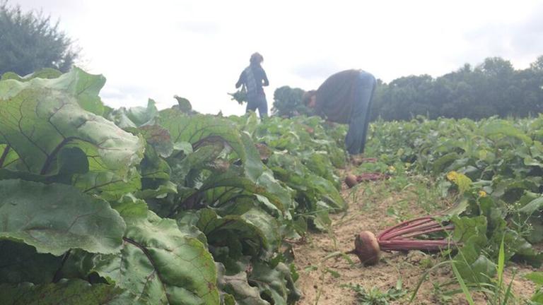 Anne und Sarah ziehen Rote Beete aus dem Boden. Sie haben die etwa 100 Meter lange Zeile fast geschafft. Das große Feld liegt auf dem Biohof von Maria Bienert in Taucha bei Leipzig. Anne und Sarah ziehen Rote Beete aus dem Boden. Sie haben die etwa 100 Meter lange Zeile fast geschafft. Das große Feld liegt auf dem Biohof von Maria Bienert in Taucha bei Leipzig.