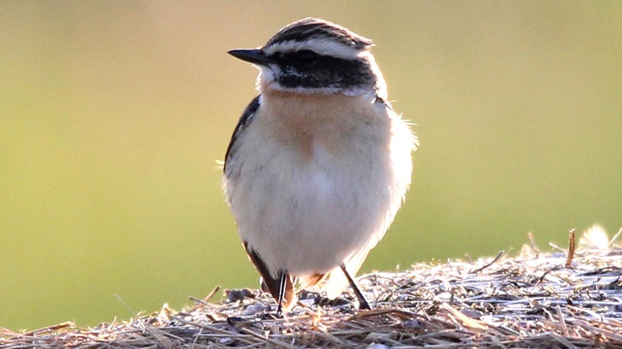 Bedrohte Vogelarten wie das Braunkehlchen oder der Schwarzstorch leben entlang des Grünen Bandes. Bedrohte Vogelarten wie das Braunkehlchen oder der Schwarzstorch leben entlang des Grünen Bandes.