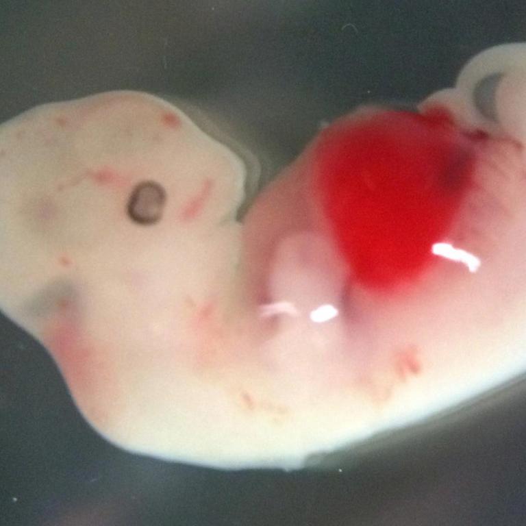Dieser vier Wochen alte Schweineembryo enthält pluripotente menschliche Zellen. Das Experiment wurde 2017 am Salk Institute in Kalifornien durchgeführt.