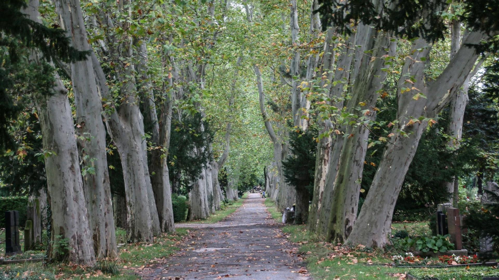 Herbst auf dem St. Thomas Friedhof in Berlin- Neukölln Herbst auf dem St. Thomas Friedhof in Berlin- Neukölln