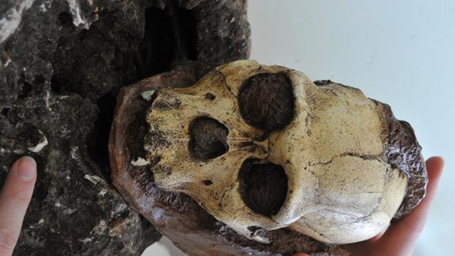 Ein südafrikanischer Wissenschaftler präsentiert am 12.7.2012 den Schädel eines Urmenschen Australopithecus sediba, der drei Jahre zuvor ausgegraben worden war.