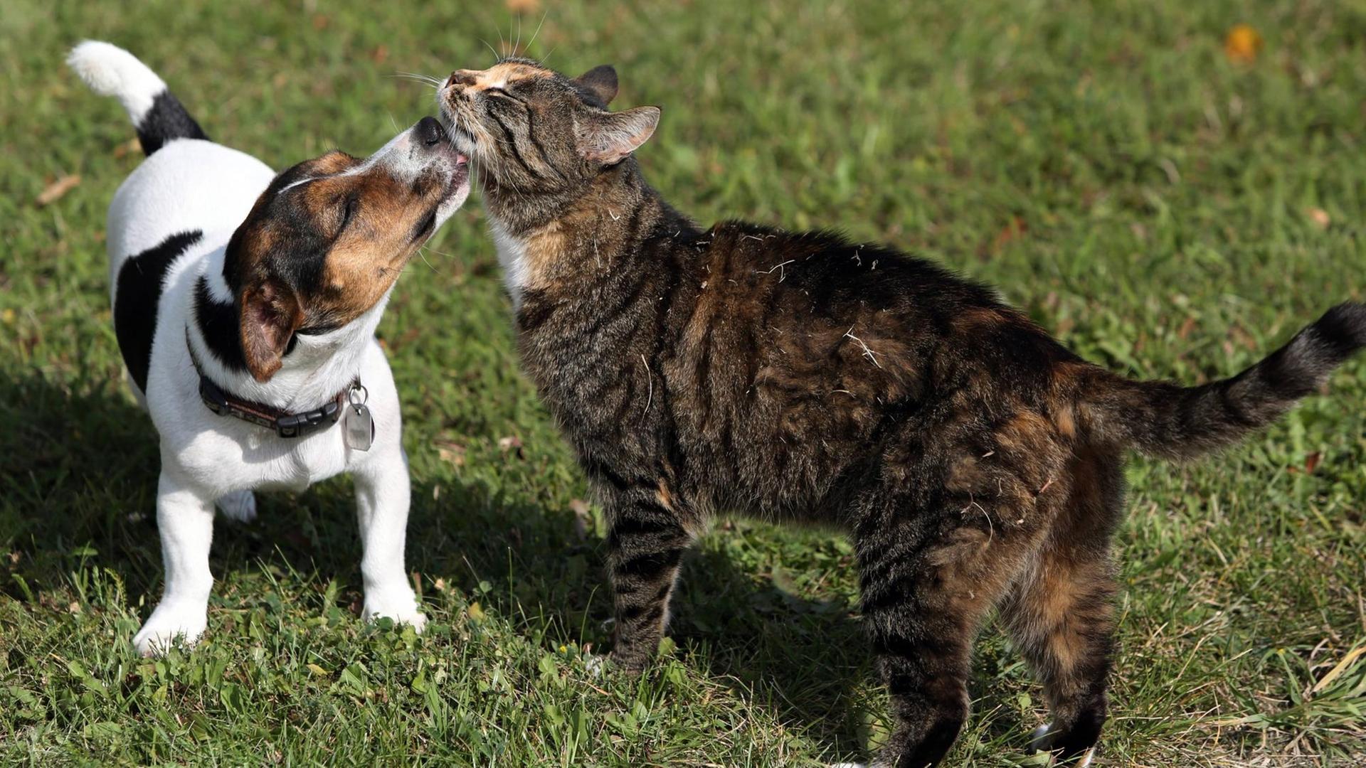 Jack Russell Terrier leckt eine Hauskatze ab. Jack Russell Terrier licks a House cat Jack Russell Terrier leckt eine Hauskatze ab. Jack Russell Terrier licks a House cat
