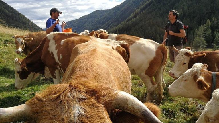 Zwei Männer stehen zwischen Kühen auf einer Almwiese. Zwei Männer stehen zwischen Kühen auf einer Almwiese.