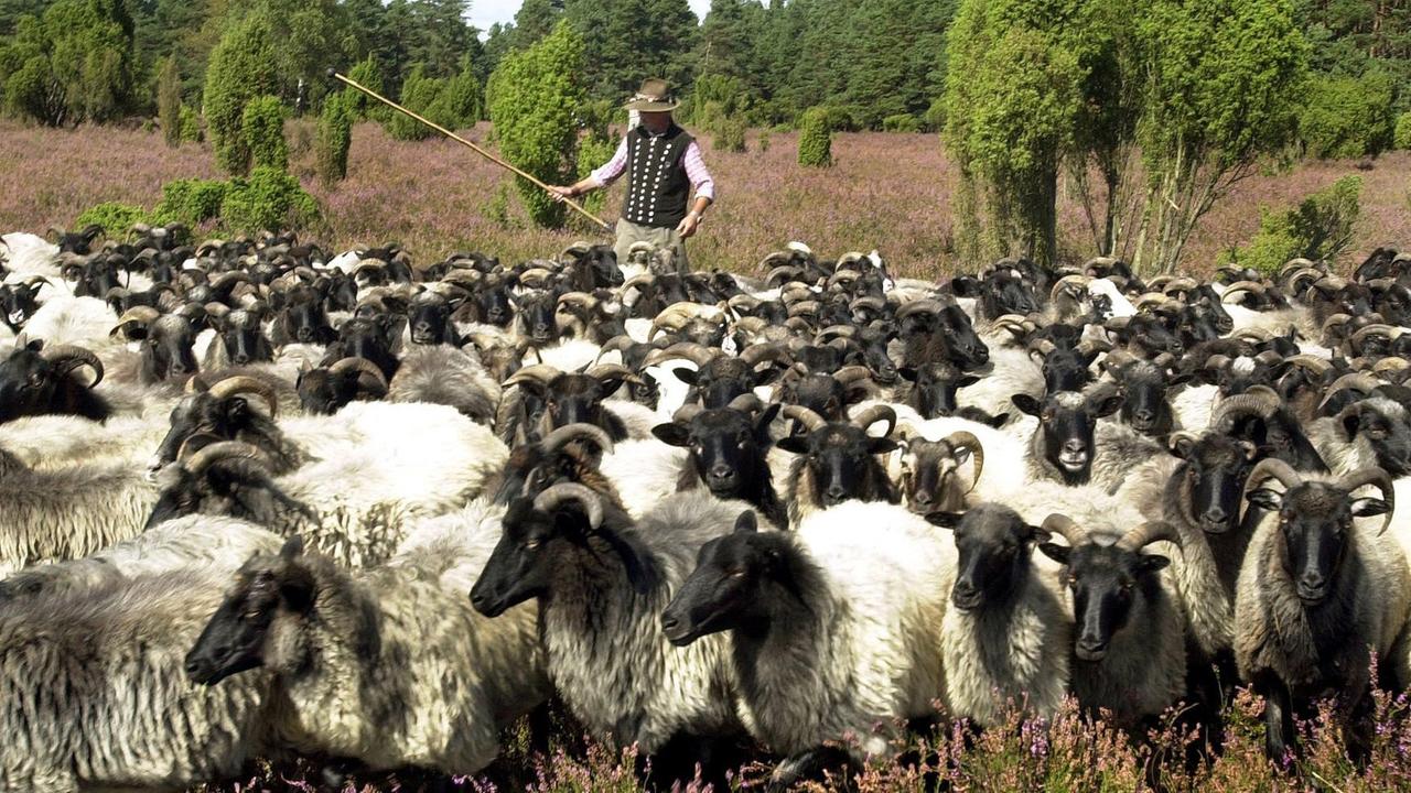 Eine über 400 Tiere zählenden Heidschnuckenherde bei Oldenhof (Kr. Celle) Eine über 400 Tiere zählenden Heidschnuckenherde bei Oldenhof (Kr. Celle)