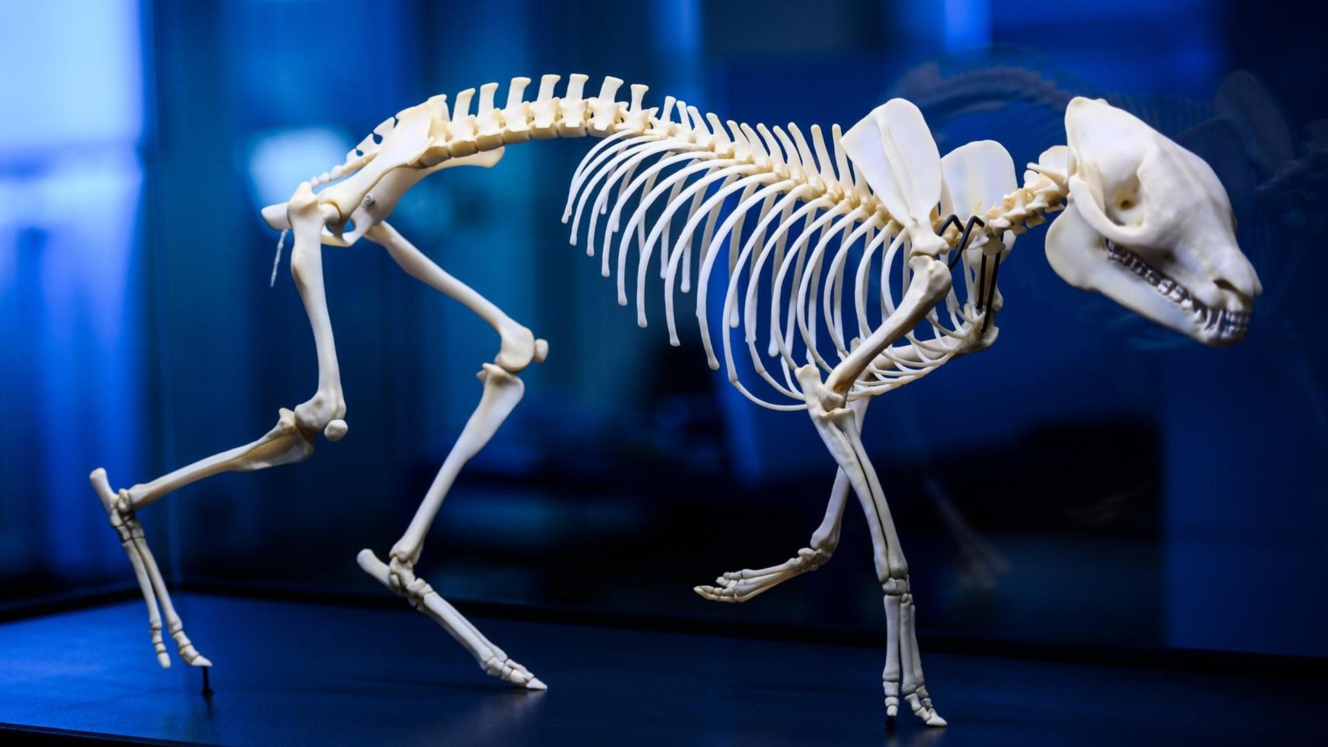 Eine 3-D-Skelett-Montage, dass «Messeler Urpferd», steht in einer Vitrine. Das Hessische Landesmuseum Darmstadt widmet sich im Jubiläumsjahr dem «Messeler Urpferd». Der Fund des vollständigen erhaltenen Skelettes wurde unter anderem mit Hilfe modernster Technik zu einer 3D Skelett-Montage rekonstruiert.