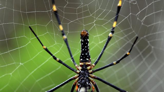 Eine Nephila-Spinne im Netz