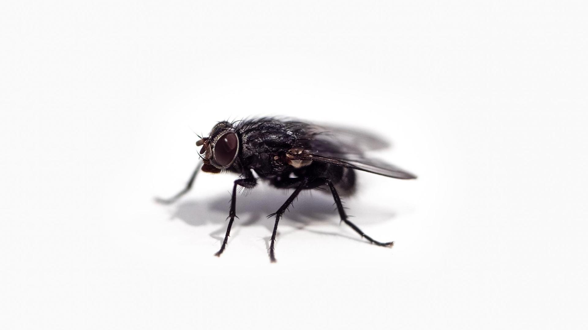 Nahaufnahme einer Stubenfliege vor weißem Hintergrund. Nahaufnahme einer Stubenfliege vor weißem Hintergrund.