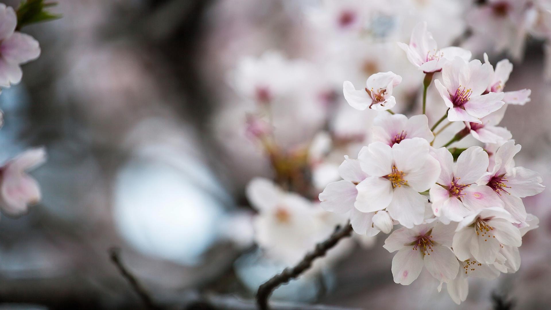 Kirschblüten in Hiroshima: Die Kirschblüten, oder "Sakura", wie sie genannt werden, haben in Japan eine große kulturelle Bedeutung. Sie stehen für den Neubeginn und das Vergängliche. Jedes Jahr zur Kirschblüte versammelt man sich unter dem Baum zum Hanami, eine Art Picknick mit Freunden, Familie oder Kollegen. Kirschblüten in Hiroshima: Die Kirschblüten, oder "Sakura", wie sie genannt werden, haben in Japan eine große kulturelle Bedeutung. Sie stehen für den Neubeginn und das Vergängliche. Jedes Jahr zur Kirschblüte versammelt man sich unter dem Baum zum Hanami, eine Art Picknick mit Freunden, Familie oder Kollegen.