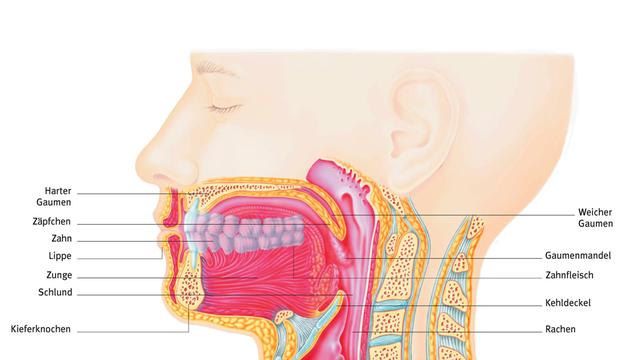 Die Abbildung zeigt einen Querschnitt von Mund- und Rachenraum mit Luft- und Speiseröhre.