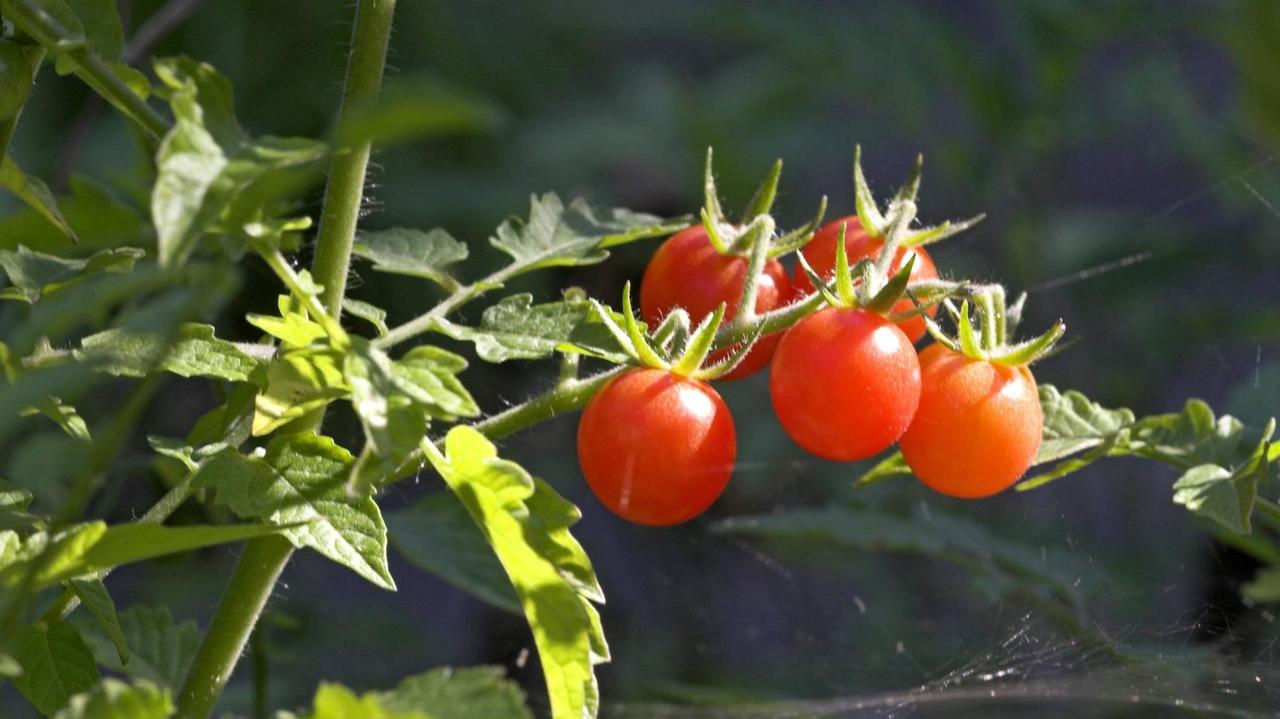 Wildtomate Solanum Pimpinellifolium Wildtomate Solanum Pimpinellifolium