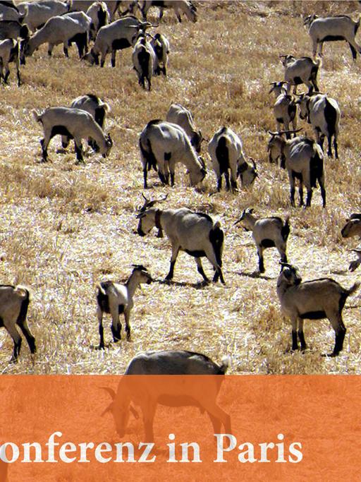 Auch die Tiere leiden unter der Dürre in Alentjo, im Süden von Portugal. 