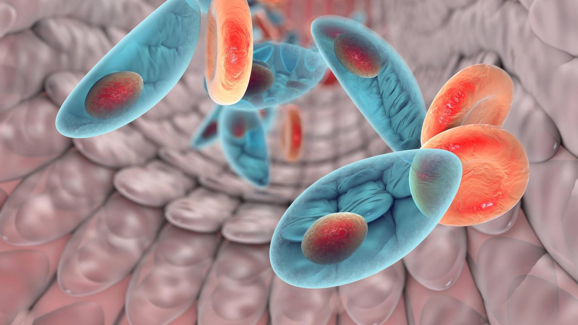 Eine Computergrafik zeigt den Parasiten Toxoplasma gondii im Blut Eine Computergrafik zeigt den Parasiten Toxoplasma gondii im Blut