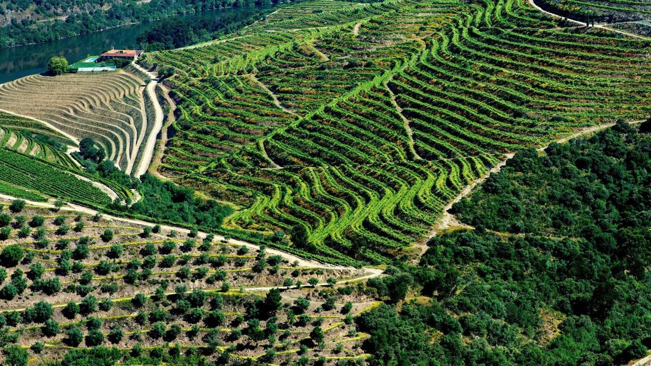 Weinbergterrassen und Olivenplantage in Portugal