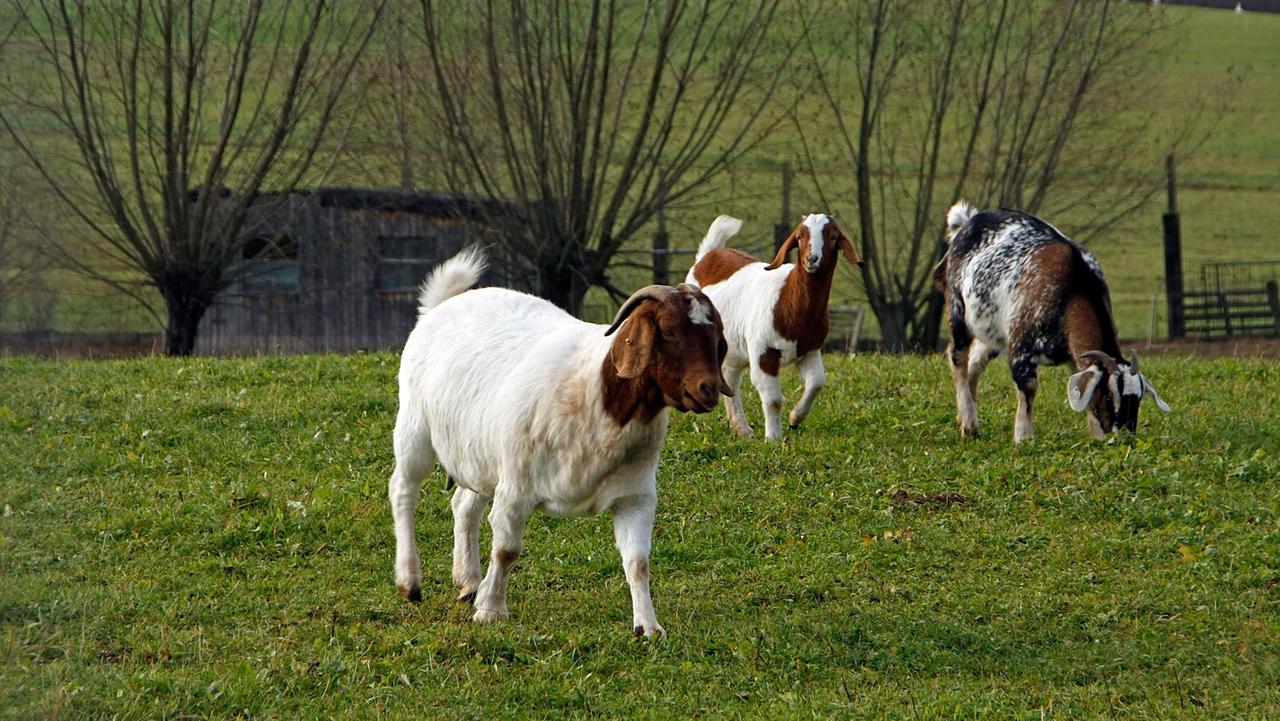 Ziegen gibt es weltweit in vielen Rassen. Im Bild eine Ziege in Wiesenthal, in der Thüringischen Rhön. Wiesenthal, Freistaat Thüringen.
