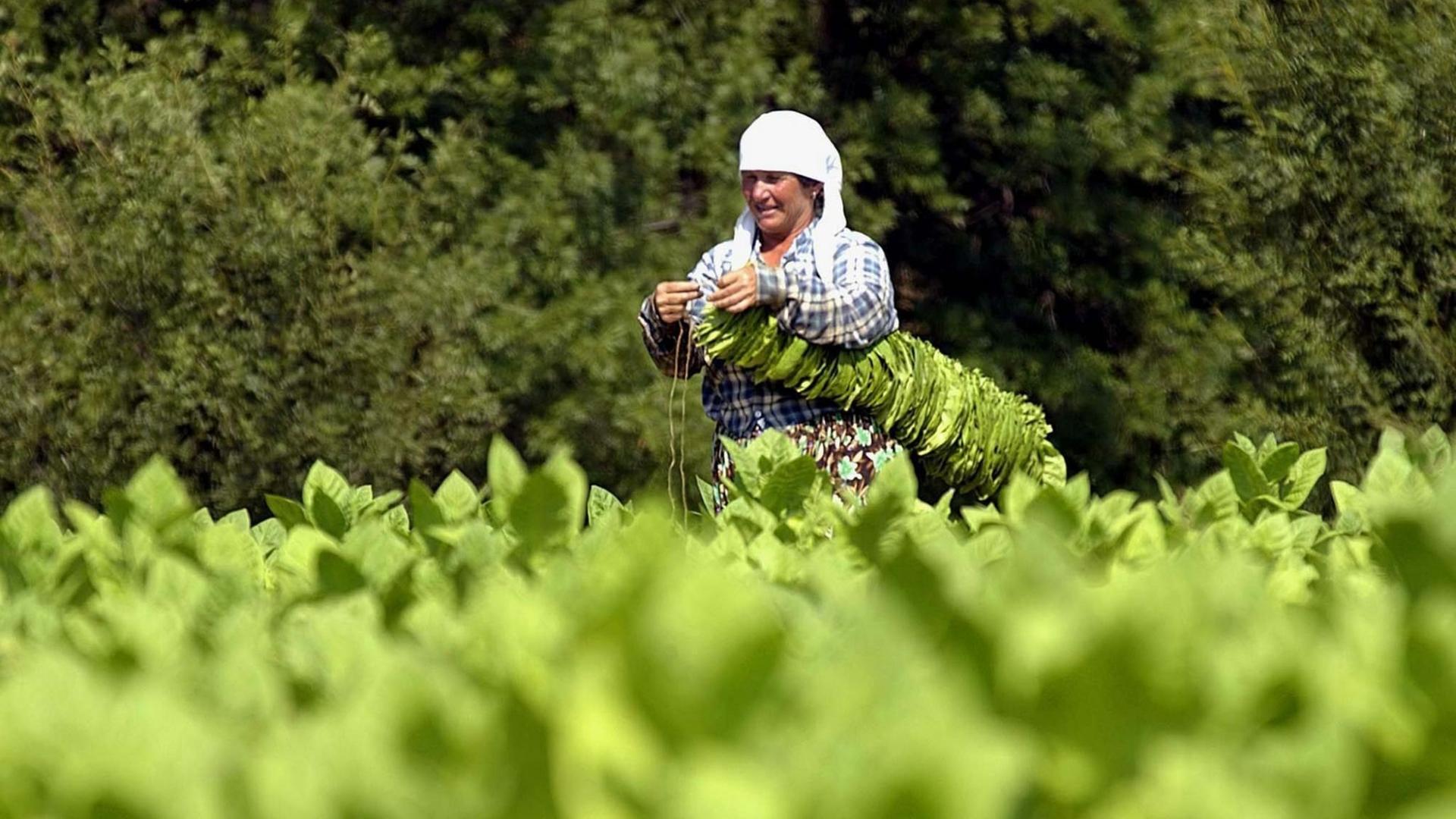 Eine moslemische Bulgarin bindet am 17.7.2003 während der Tabakernte auf einem Feld nahe der Ortschaft Sofino in den Rodopi Bergen Tabakblätter zusammen. Eine moslemische Bulgarin bindet am 17.7.2003 während der Tabakernte auf einem Feld nahe der Ortschaft Sofino in den Rodopi Bergen Tabakblätter zusammen.