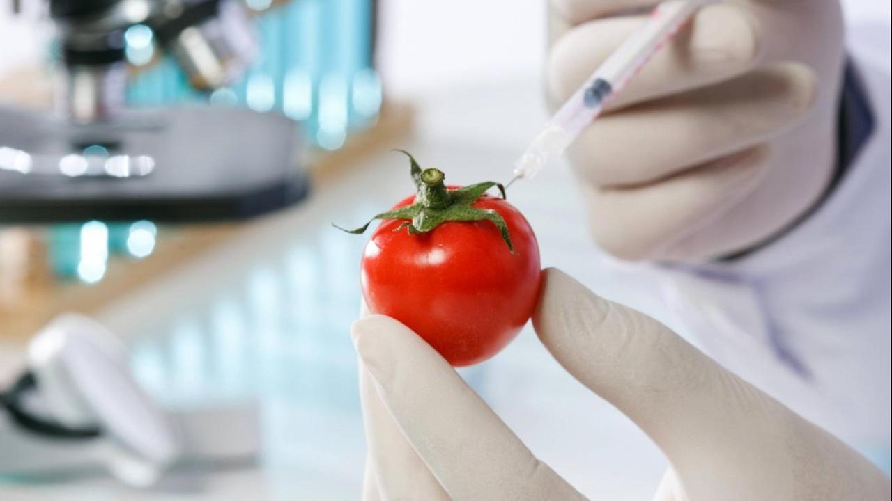 In einem Labor spritzt ein Mitarbeiter eine Flüssigkeit in eine Tomate. In einem Labor spritzt ein Mitarbeiter eine Flüssigkeit in eine Tomate.