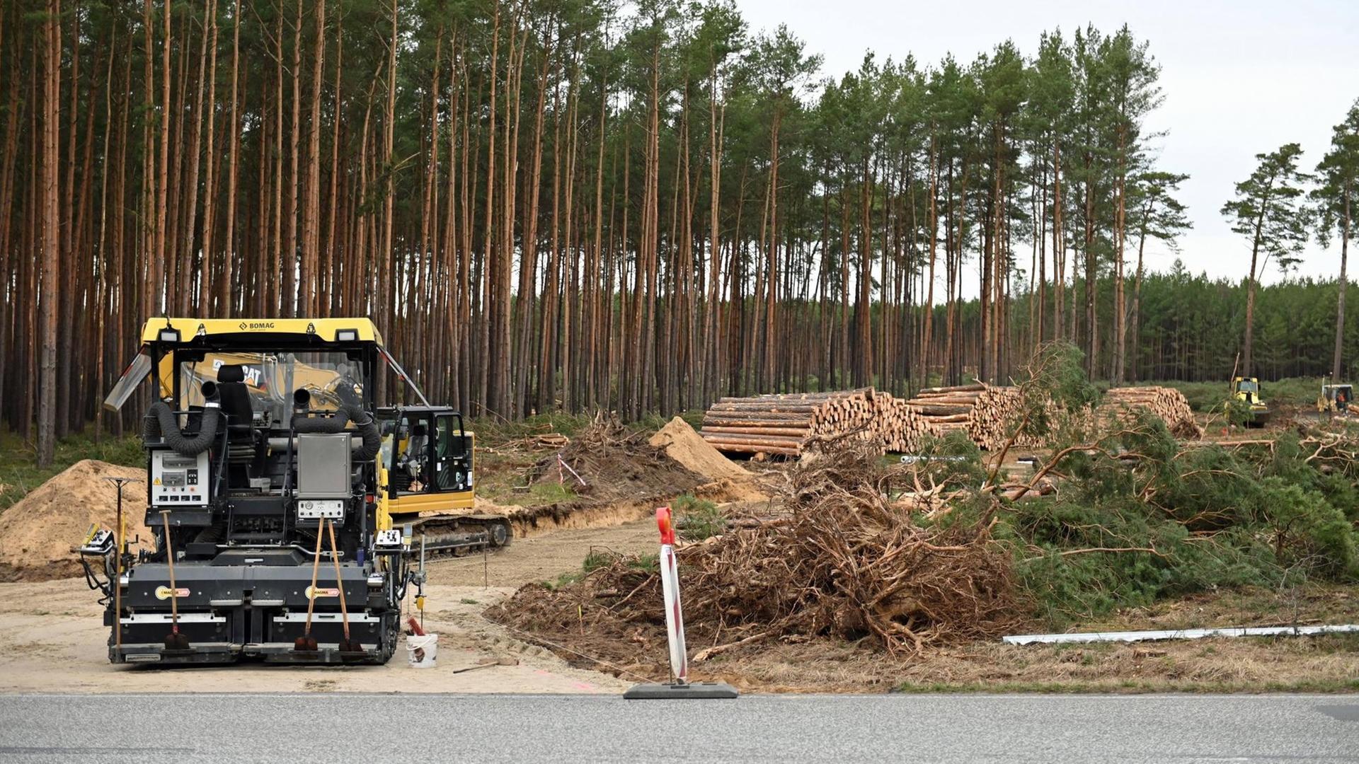 Ein Kiefernwald, an dessen Rand gefällte Bäume liegen, im Vordergrund ein gelbes Baufahrzeug. Ein Kiefernwald, an dessen Rand gefällte Bäume liegen, im Vordergrund ein gelbes Baufahrzeug.