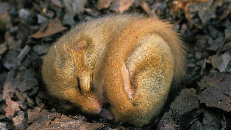 Winterschlaf - Tiere im Energiesparmodus