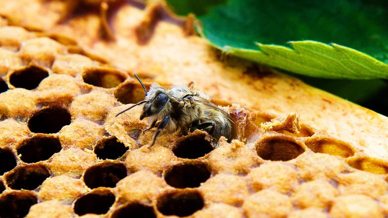 Biene in einer Bienenwabe Biene in einer Bienenwabe