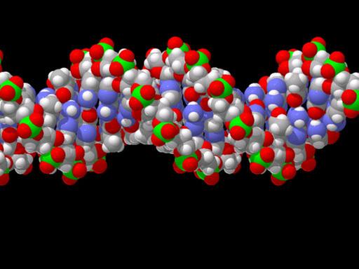Der Doppelstrang der DNA trägt die Erbinformationen.