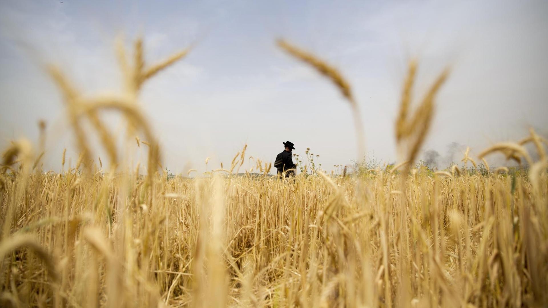 Ein schwarz bekleideter, ultraorthodoxer jüdischer Mann steht im Weizenfeld, außerhalb der israelischen Gemeinde Mevo Horon.