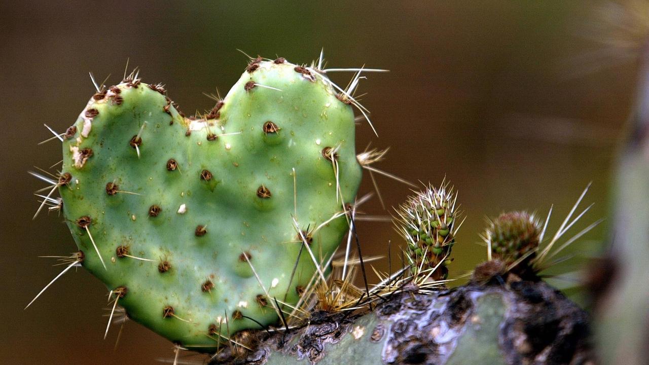 Ein herzförmiger Kaktus