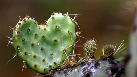 Ein herzförmiger Kaktus
