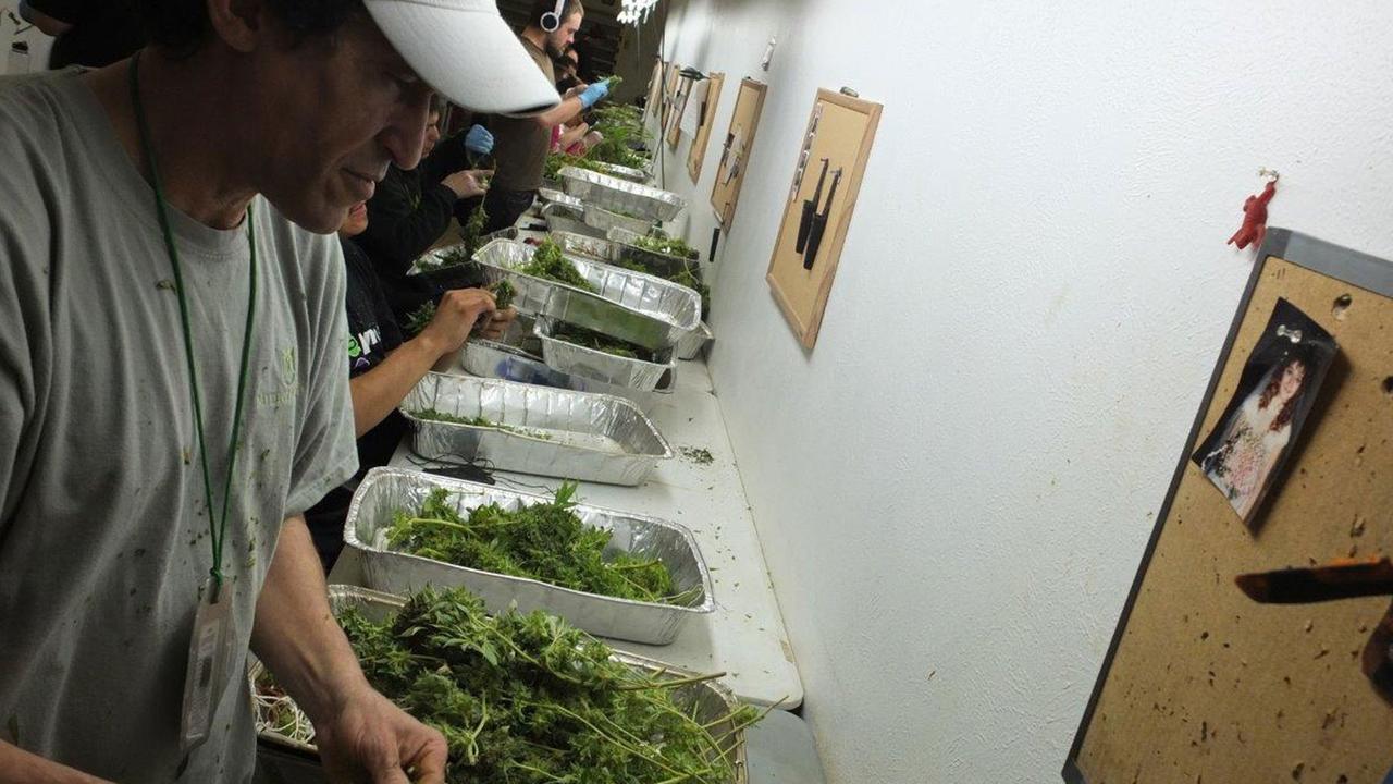 Arbeiter in Colorado sortieren Marihuana Arbeiter in Colorado sortieren Marihuana