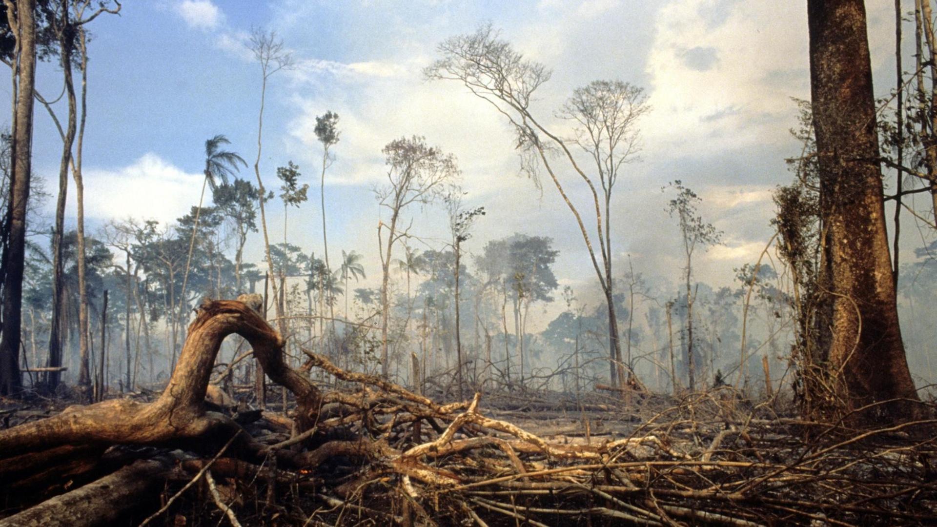 Brandrodung in Regenwald Brasiliens
